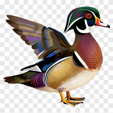 Colorful Wood Duck With Outstretched Wings PNG