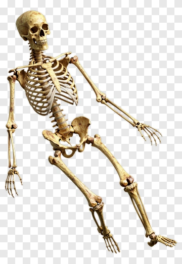 Realistic Human Skeleton PNG