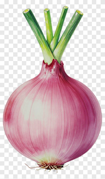 Red Onion With Green Stems PNG