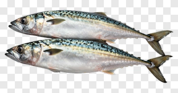 Mackerel Fish PNG