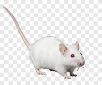White Mouse With Pink Tail PNG