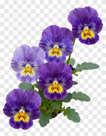 Purple Pansy Flowers PNG