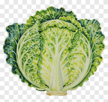 Green Cabbage PNG