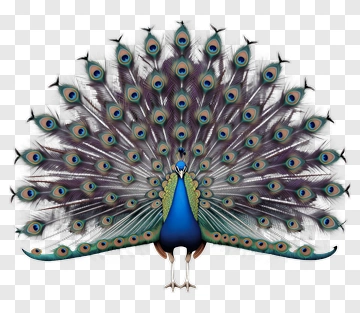 Peacock Displaying Its Colorful Feathers PNG
