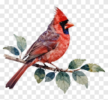 Red Cardinal Sitting On A Branch PNG