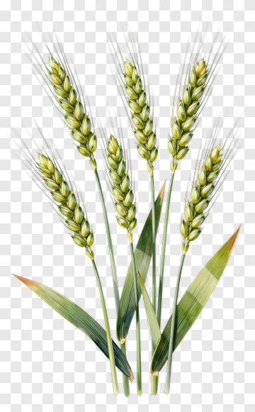 Wheat Stalks With Green Leaves PNG
