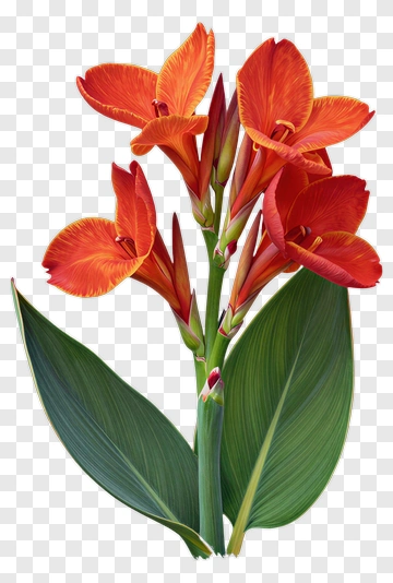 Colorful Red Flower Bouquet PNG