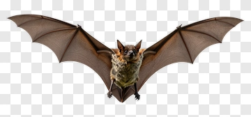 Bat In Flight PNG