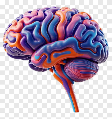 3D Colorful Brain Model PNG