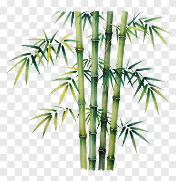 Bamboo Plant PNG