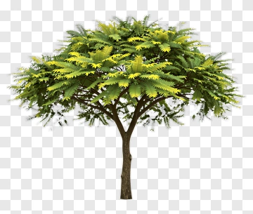 Green Tree With Yellow Leaves PNG