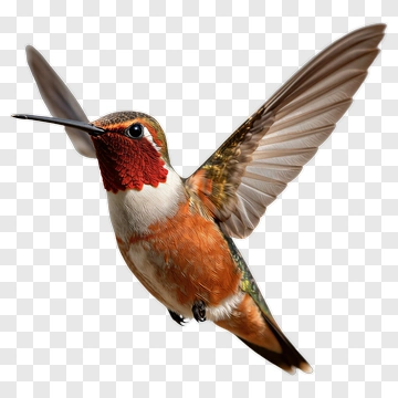 Hummingbird In Flight PNG