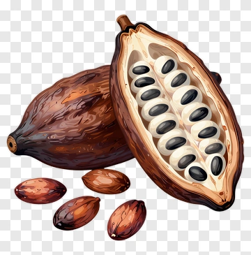 Cocoa Pod With Seeds And Cocoa Beans PNG