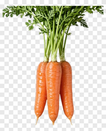 Fresh Carrots With Green Tops PNG