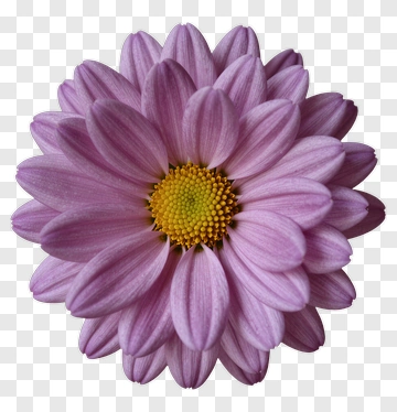Pink Daisy Flower PNG