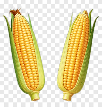 Fresh Corn Ears PNG