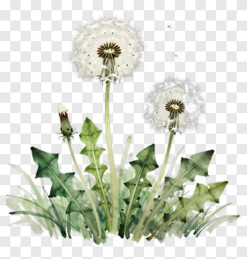 Watercolor Dandelion Flowers PNG