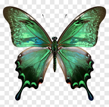 Colorful Butterfly With Green Wings PNG
