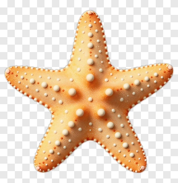 Starfish On A Transparent Background PNG