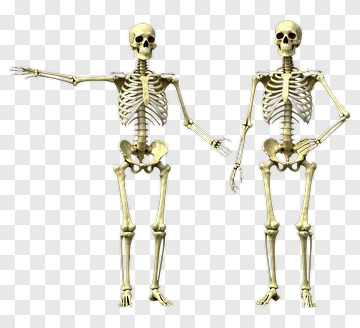 Skeletons Pointing And Gesturing PNG