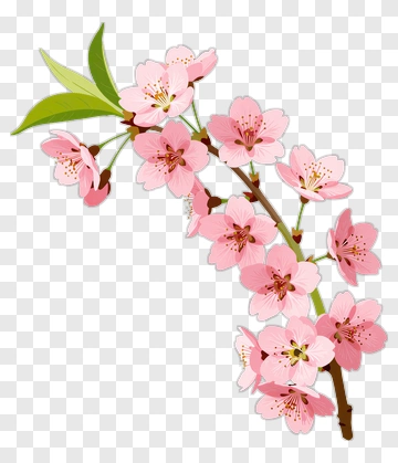 Cherry Blossom Branch With Pink Flowers PNG