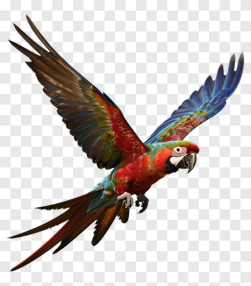 Colorful Macaw Flying PNG