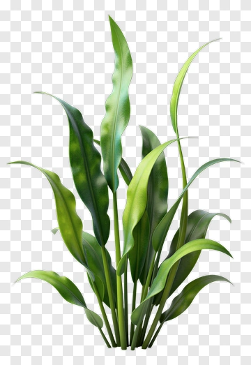 Green Plant With Long Leaves PNG