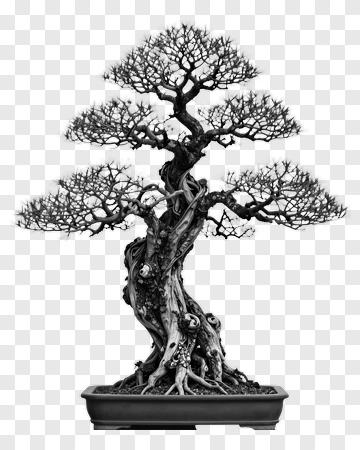 Bonsai Tree In A Pot PNG