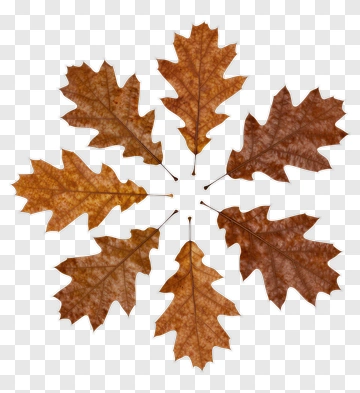 Autumn Leaves Arrangement PNG