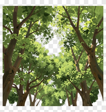 Lush Green Forest Canopy PNG