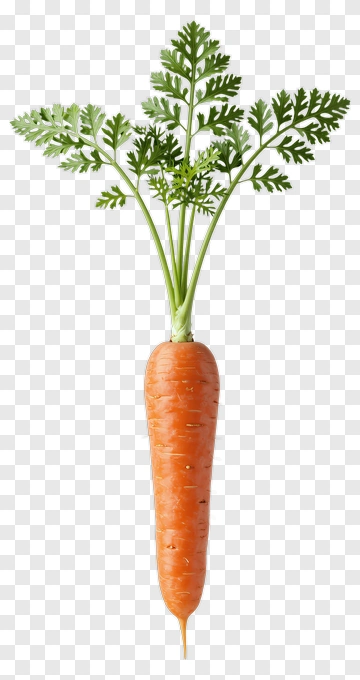 Fresh Carrot With Green Leaves PNG
