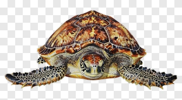 Realistic Sea Turtle PNG