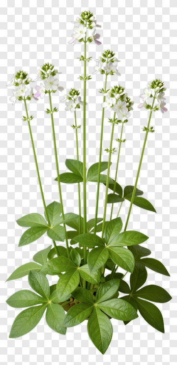 Flowering Plant With Green Leaves PNG