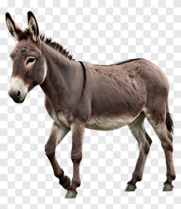 Realistic Donkey Walking PNG