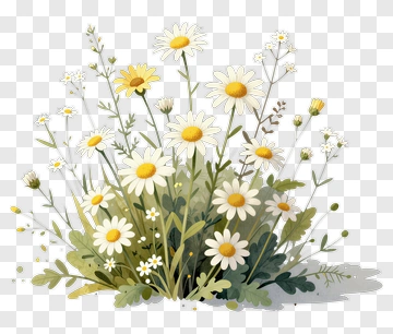 Colorful Flower Bouquet With Daisies PNG