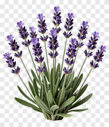 Lavender Plant PNG