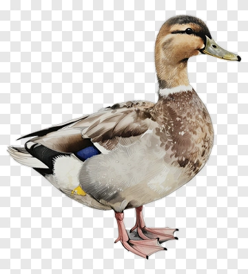 Mallard Duck Standing PNG