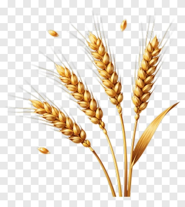Golden Wheat Ears PNG