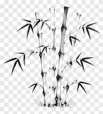 Black And White Bamboo Illustration PNG