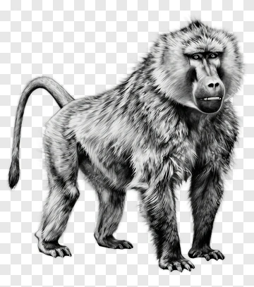 Realistic Baboon Standing Proudly PNG