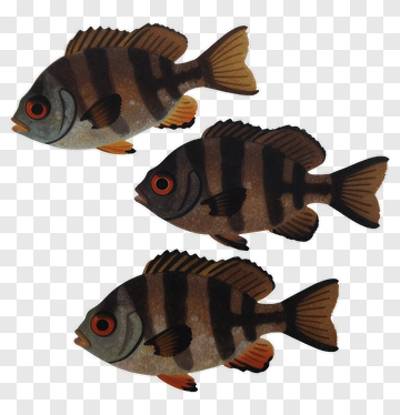 Striped Fish Group PNG