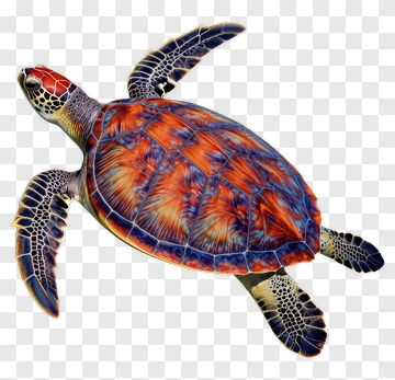 Colorful Sea Turtle PNG