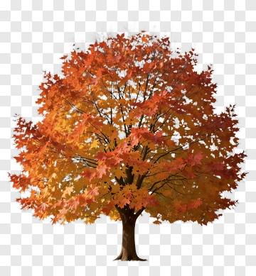 Autumn Maple Tree PNG