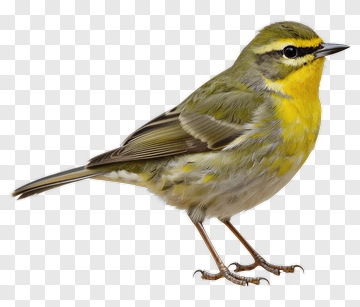 Bird With Yellow And Green Plumage PNG