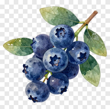 Watercolor Blueberries With Leaves PNG