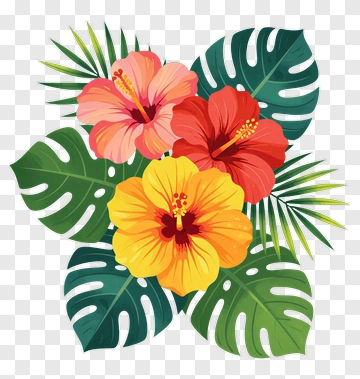Colorful Hibiscus Flowers With Tropical Leaves PNG