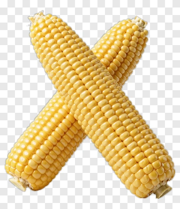 Fresh Corn On The Cob PNG