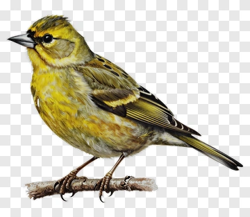 Yellow Bird Perched On A Branch PNG