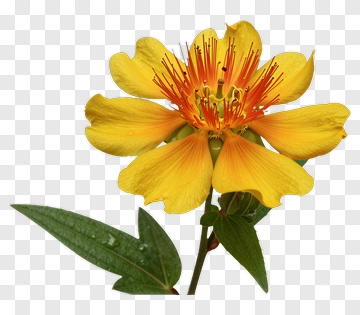 Yellow Flower With Orange Stamen PNG
