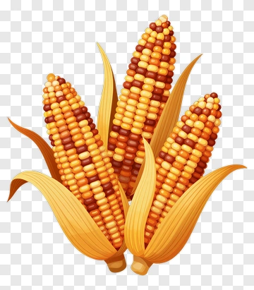 Colorful Corn Cobs With Husk PNG